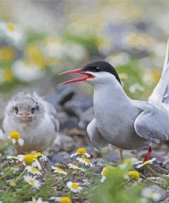 Tern Bird Animal paint by number