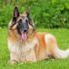 The Belgian Tervuren Dog paint by number