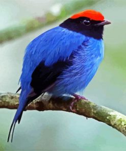 The Chiroxiphia Manakin Bird paint by numbers