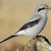 The Great Grey Shrike paint by number