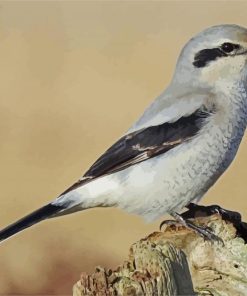 The Great Grey Shrike paint by number