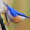 The Nuthatch Bird paint by number