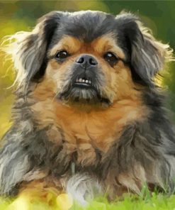 The Tibetan Spaniel Dog paint by number