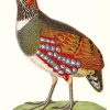 The Partridge Bird paint by number