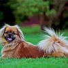 Tibetan Spaniel Dog paint by number