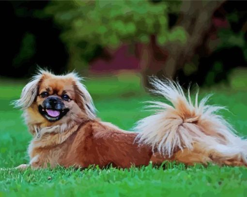 Tibetan Spaniel Dog paint by number