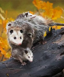 Virginia Opossum paint by number