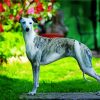 Whippet Dog paint by numbers