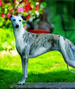 Whippet Dog paint by numbers