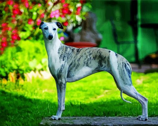 Whippet Dog paint by numbers