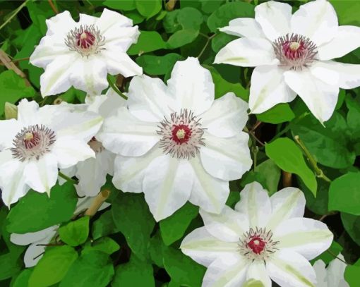 White Clematis Flowers paint by number