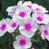 White Pink Phlox Flowers paint by number