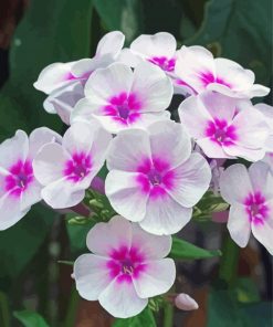 White Pink Phlox Flowers paint by number