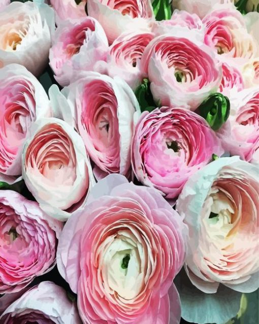 White Pink Ranunculus Flowers paint by numbers