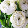 White Ranunculus paint by number