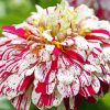 White Red Zinnia paint by number