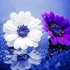 White And Purple Daisy Raindrop paint by numbers