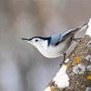 White Breasted Nuthatch Bird paint by number