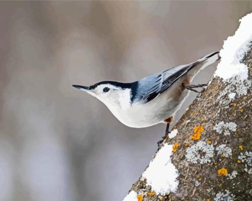 White Breasted Nuthatch Bird paint by number