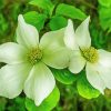 White Dogwood Plant paint by number