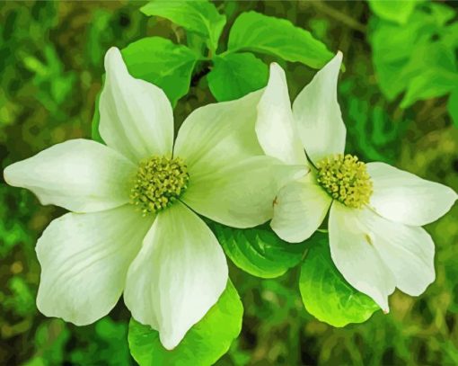 White Dogwood Plant paint by number