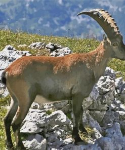 Wild Chamois paint by number