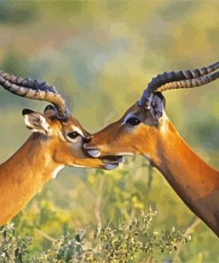 Wild Impala Antelope paint by numbers