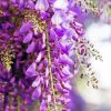 Wisteria Flowers paint by number