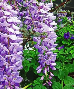 Wisteria Flower paint by number