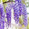 Wisteria Flower Plant paint by number