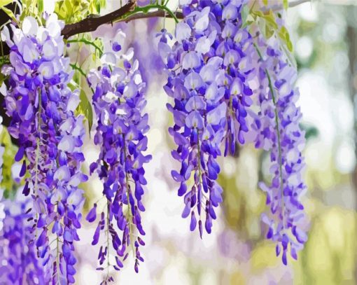 Wisteria Flower Plant paint by number