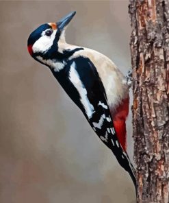 Woodpecker Bird paint by number