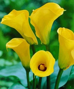 Yellow Calla Lilies paint by number