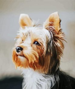 Yorkie Dog paint by number