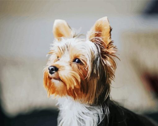 Yorkie Dog paint by number