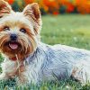 Yorkies Dog paint by number