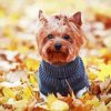 Yorkshire Terrier Wearing Clothes paint by number