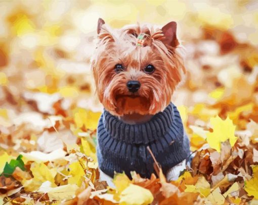 Yorkshire Terrier Wearing Clothes paint by number