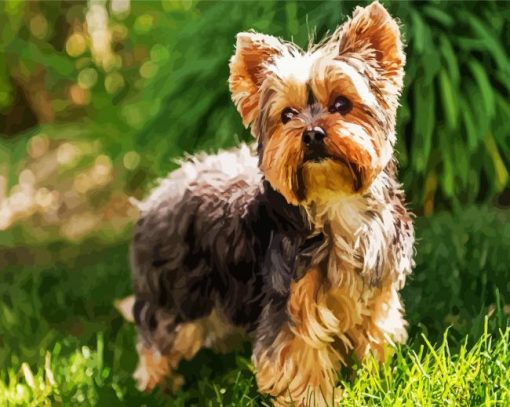 Yorkshire Terrier Dog Animal paint by number