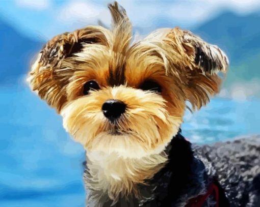 Yorkshire Terrier paint by number