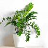 Zamioculcas Plant paint by numbers