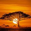 Acacia Tree Silhouette paint by number