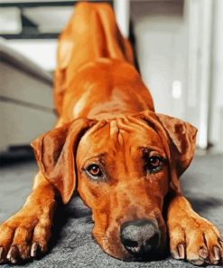 Adorable Ridgeback paint by number