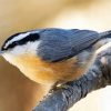 Adorable Nuthatch paint by number