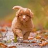 Adorable Toller Puppy paint by numbers