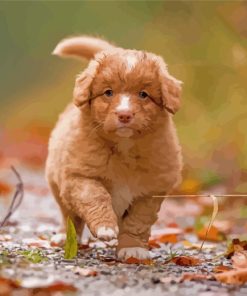 Adorable Toller Puppy paint by numbers