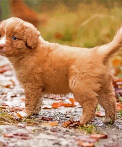 Adorable Toller Dog paint by numbers