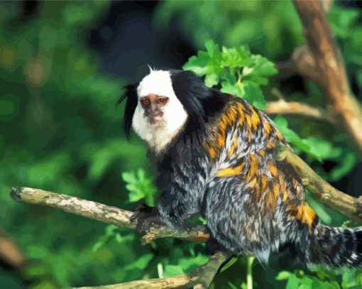 Aesthetic Marmoset Animal paint by numbers