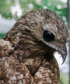 Aesthetic Potoo Bird paint by numbers