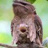 Aesthetic Potoo paint by numbers